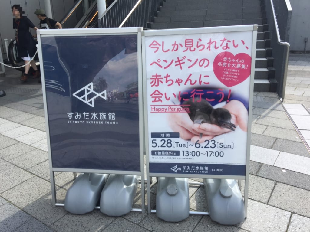 墨田水族館のペンギン赤ちゃん