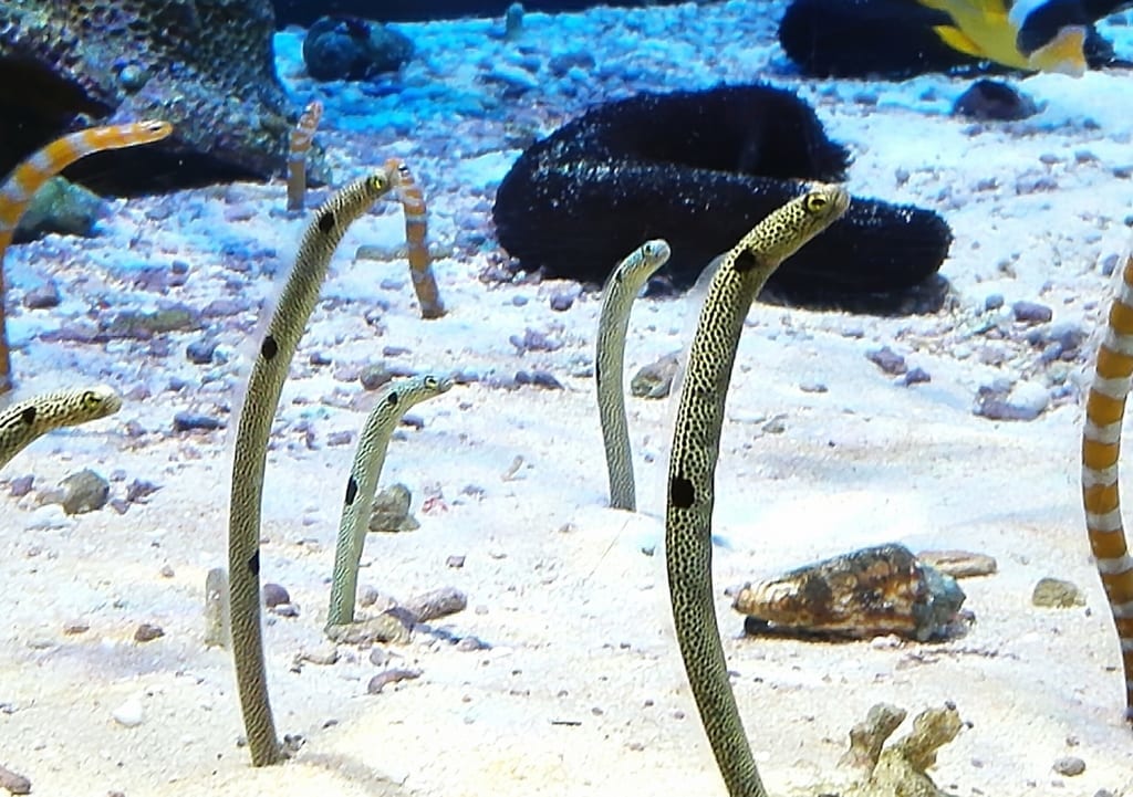 チンアナゴイメージ２