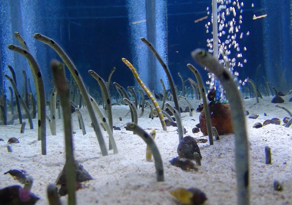 チンアナゴイメージ