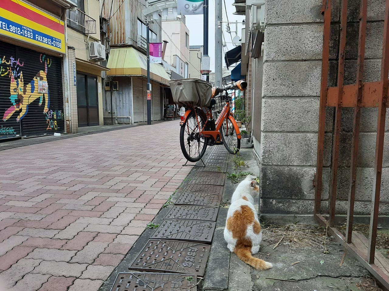 キラキラ橘商店街のネコ