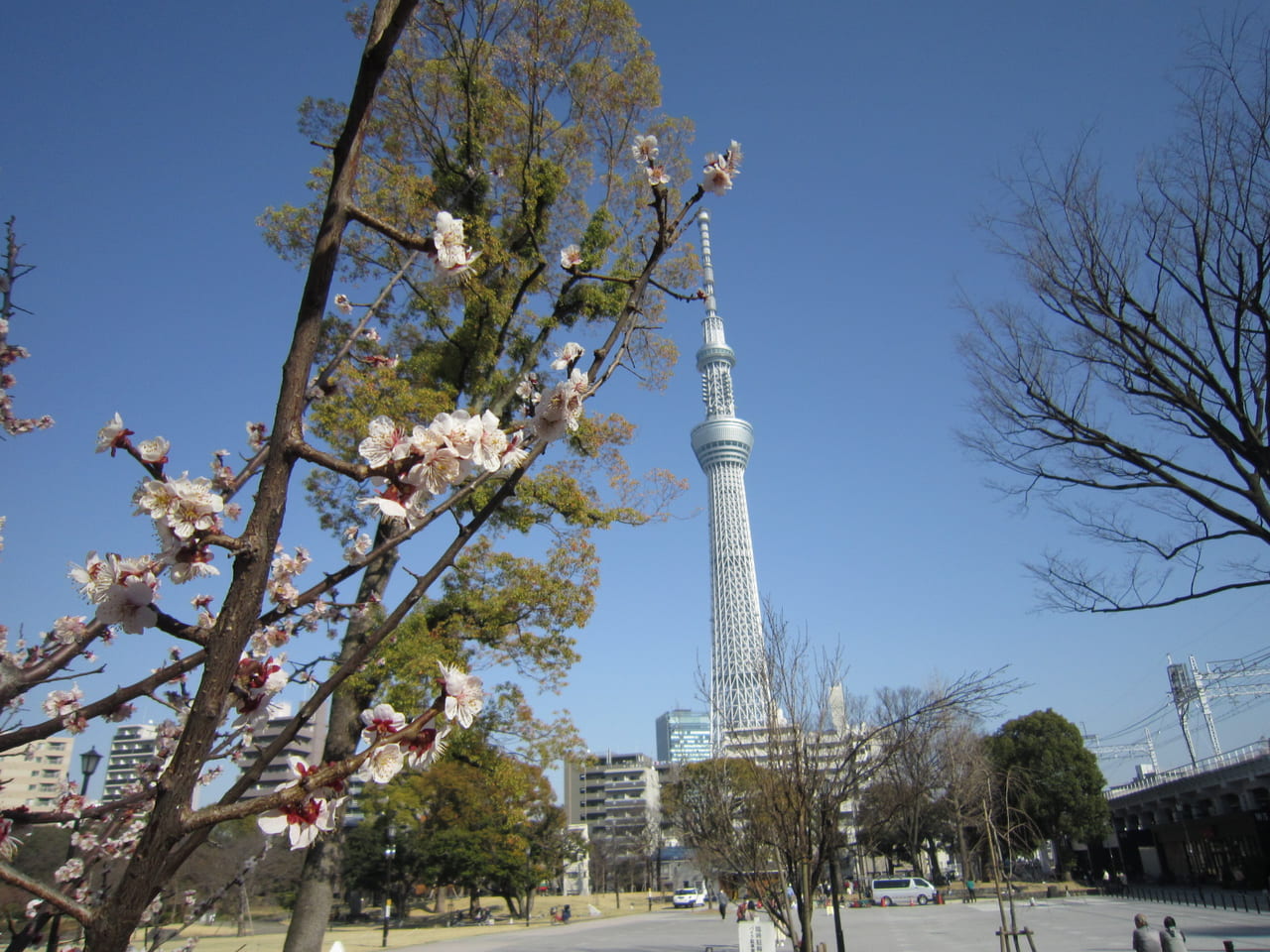 隅田公園桜2022年3月