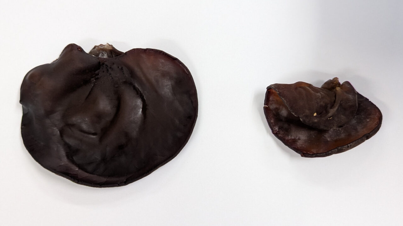 キクラゲ大きさ