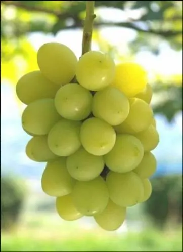 山賊ぶどう2